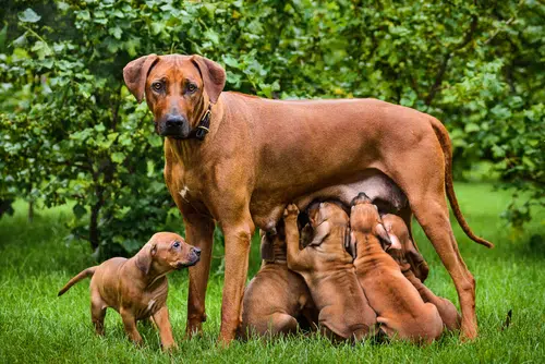 An Rhodesian Ridgeback with her puppies