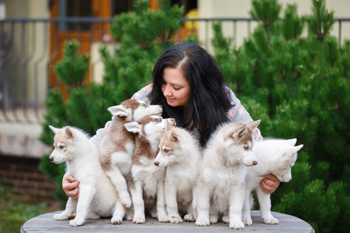A Dog Breeder with her puppies