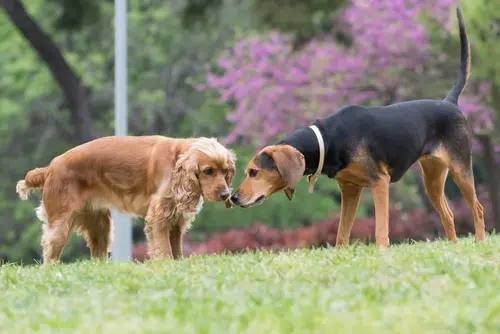 Two adult dogs meeting each other