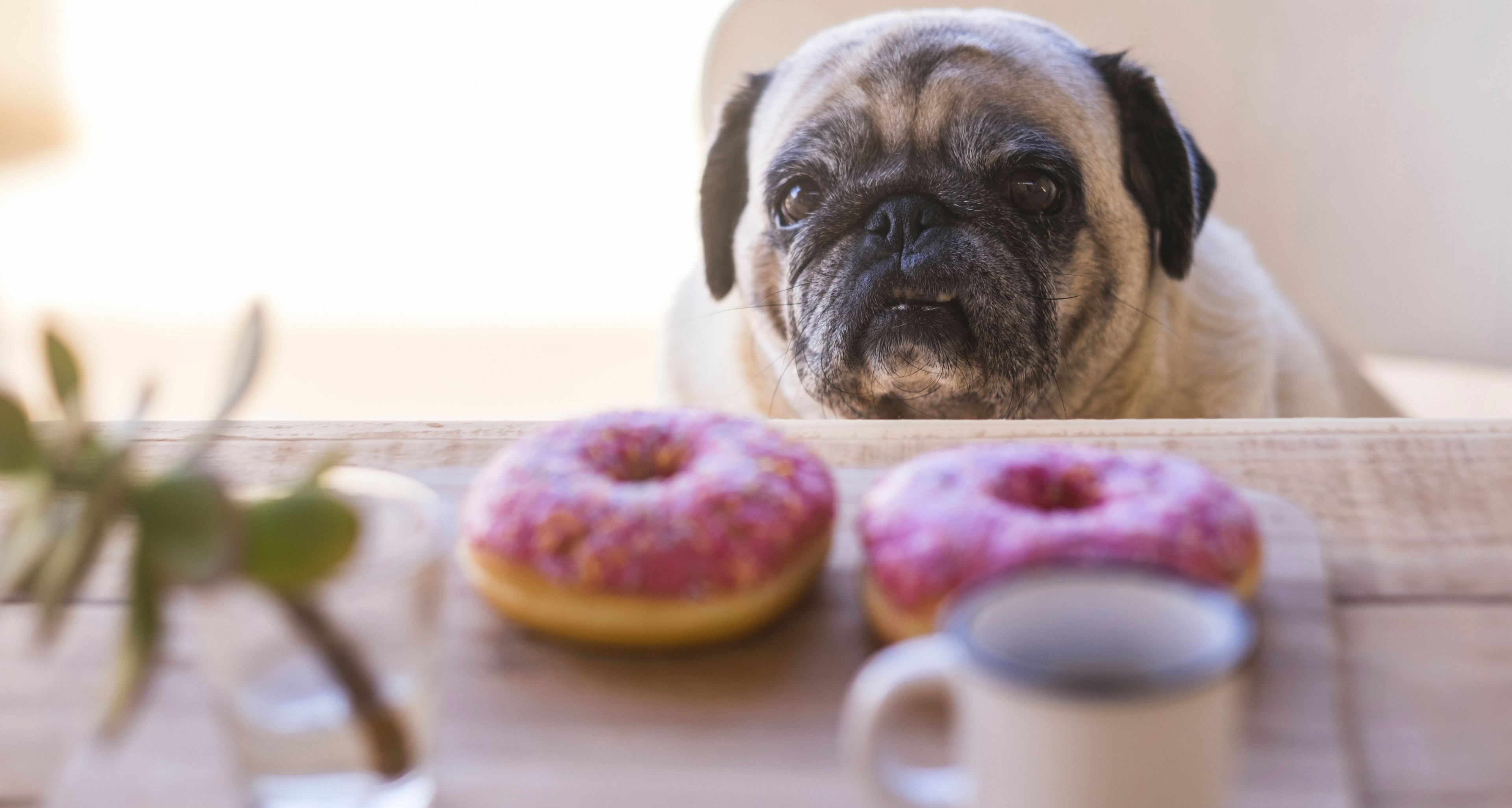 A pug looking at a few donuts on a table