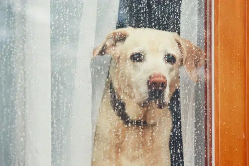 A dog looks sad at the window