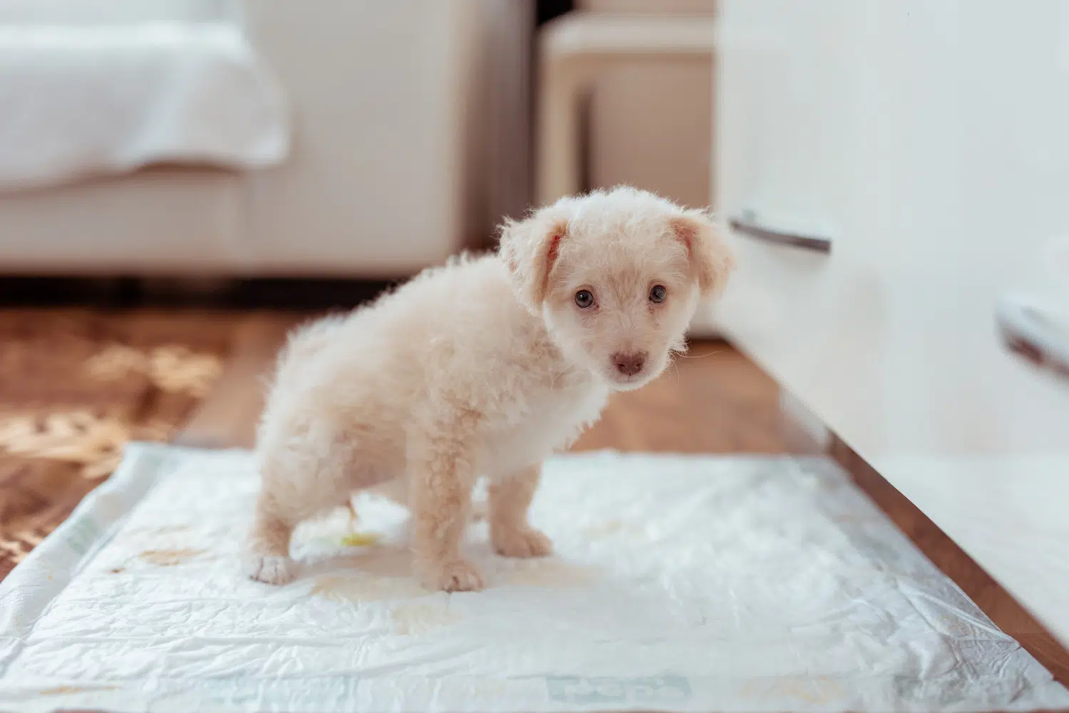 Puppy peeing on a potty pad