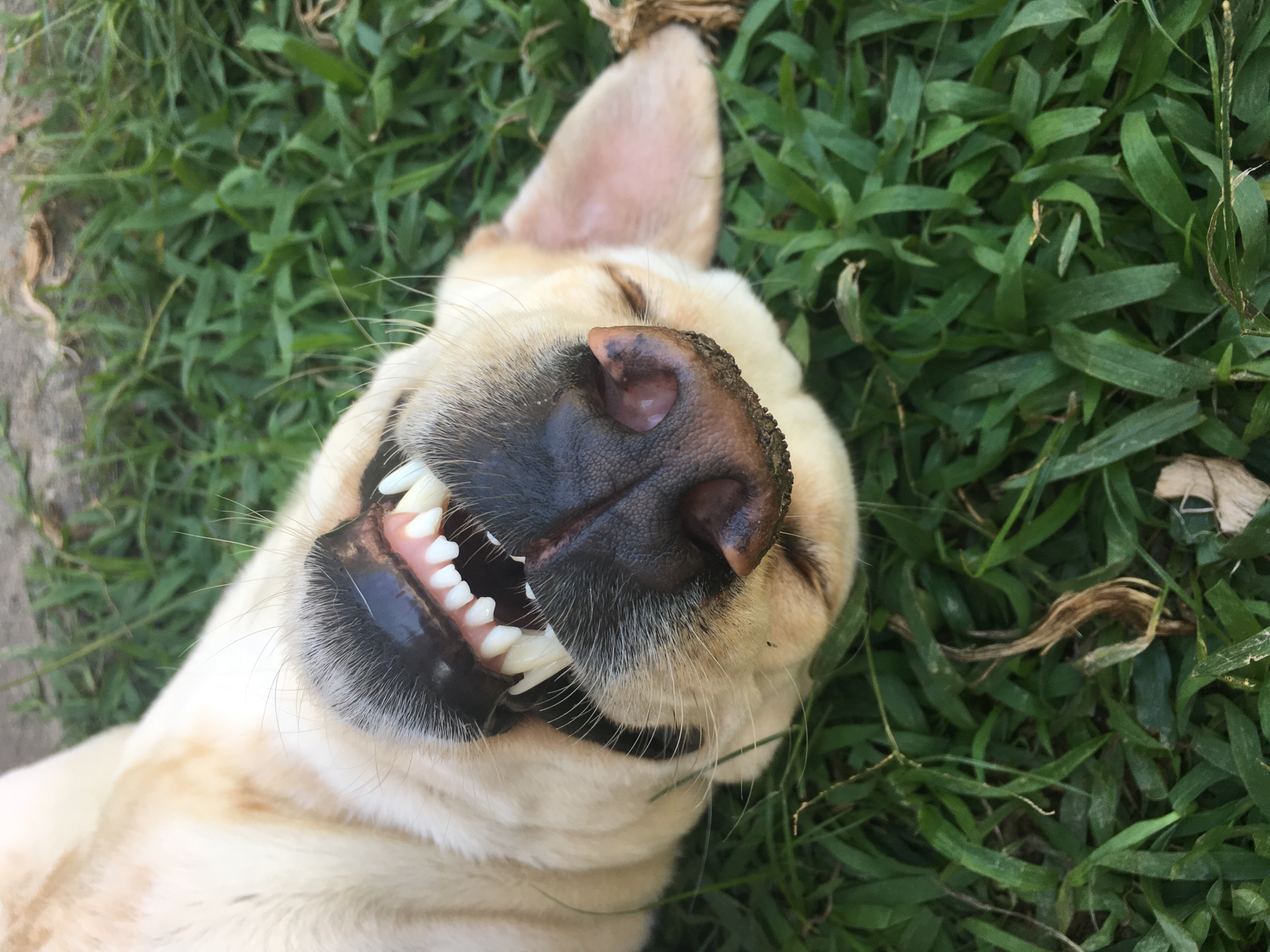 A smiling dog showing off his teeth. 