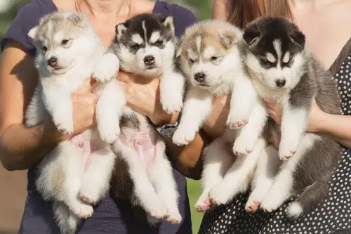 Four newborn puppies