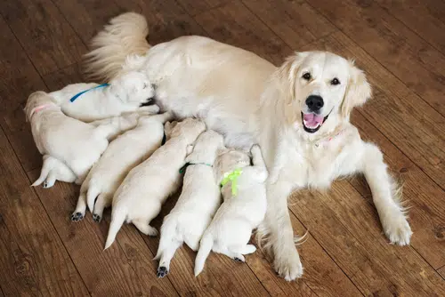 A happy nursing dog mother