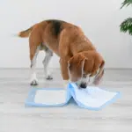 Puppy playing with a potty pad