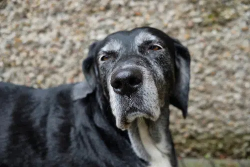 A funny looking adult dog