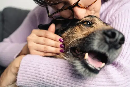An older dog being praised with a hug