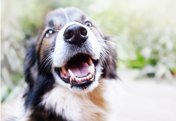 A happy dog displaying a smile and healthy teeth