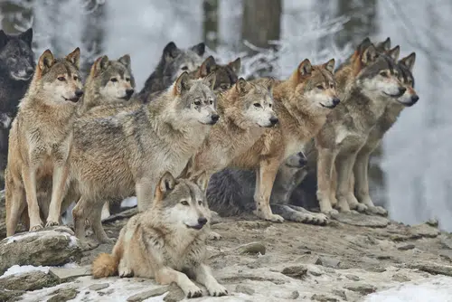 Large Pack of Wolves