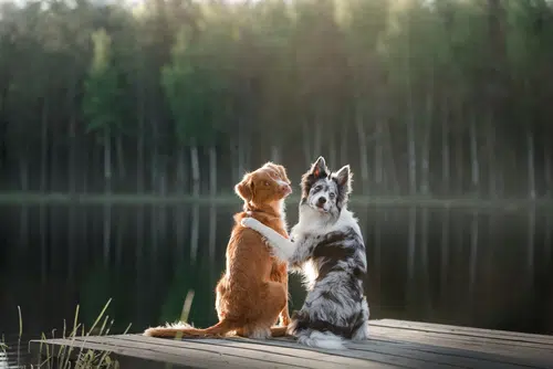 Two friendly dogs sitting by the lake