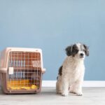 Best Crates for Small Dogs