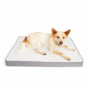 EveryYay Essentials Cooling Orthopedic Dog Bed, 36" L X 27" W, Large, Multi-Color