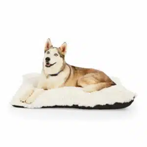 EveryYay Essentials Snooze Fest Lavender-Scented Lounger Dog Bed, 40" L X 30" W X 5" H, Large, White