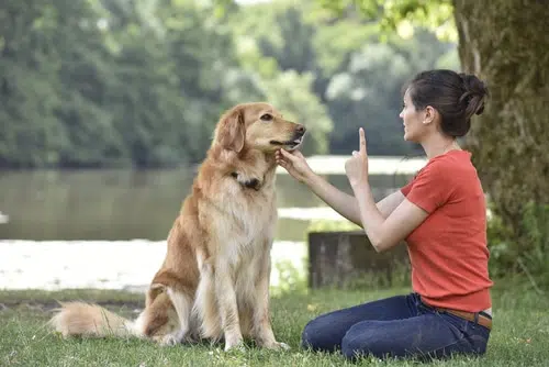 A dog professional conducting training