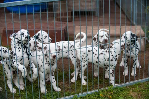 A litter of Dalmatian puppies