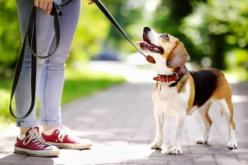 An adult dog smiling while on a leash