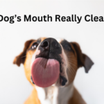 A dog licking with text asking if a dog's mouth really cleaner