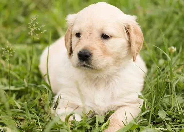 puppy, golden retriever, dog, potty training tips