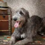 An adult Irish Wolfhound