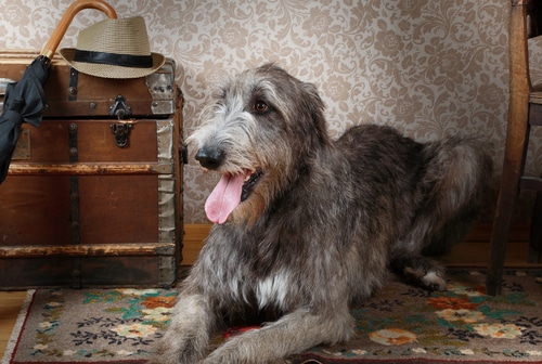 An adult Irish Wolfhound