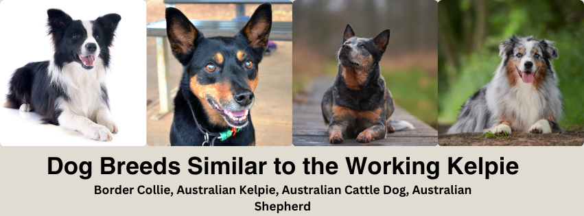 Photo Collage of the Border Collie, Australian Kelpie, Australian Cattle Dog, and Australian Shepherd