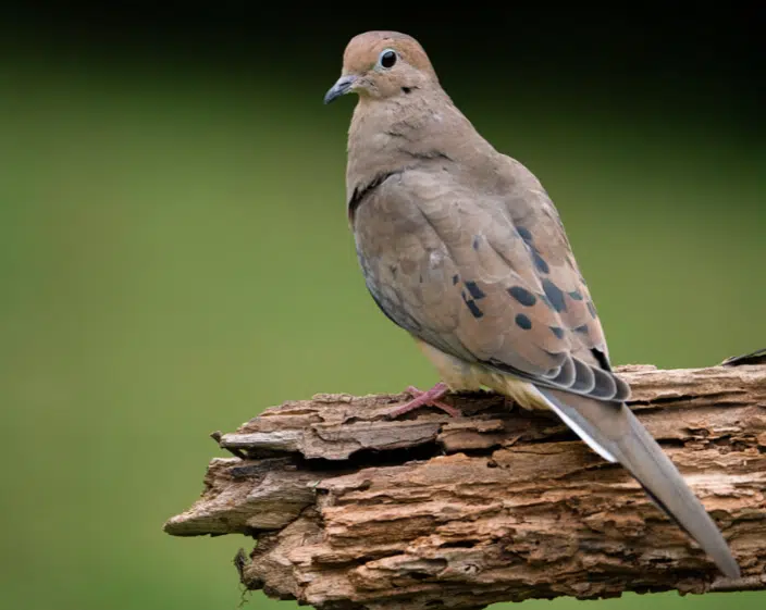 An image of a dove sitting on a branch