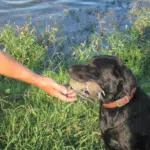 A dove hunting dog retrieving his catch