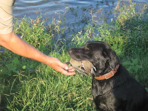 A dove hunting dog retrieving his catch