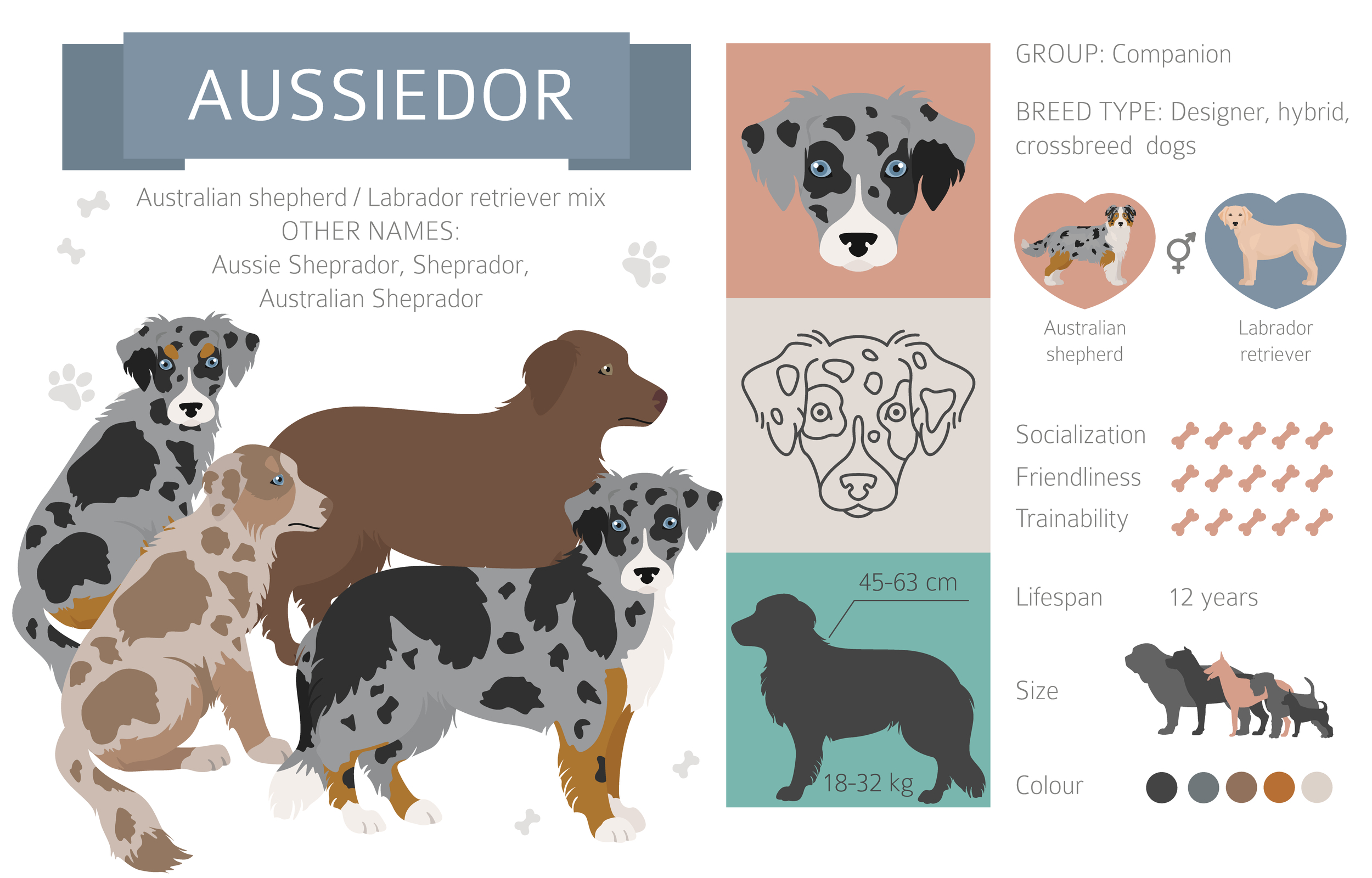 An infographic of the Aussiedor breed