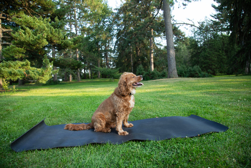 A Cockalier Dog on a Yoga mat