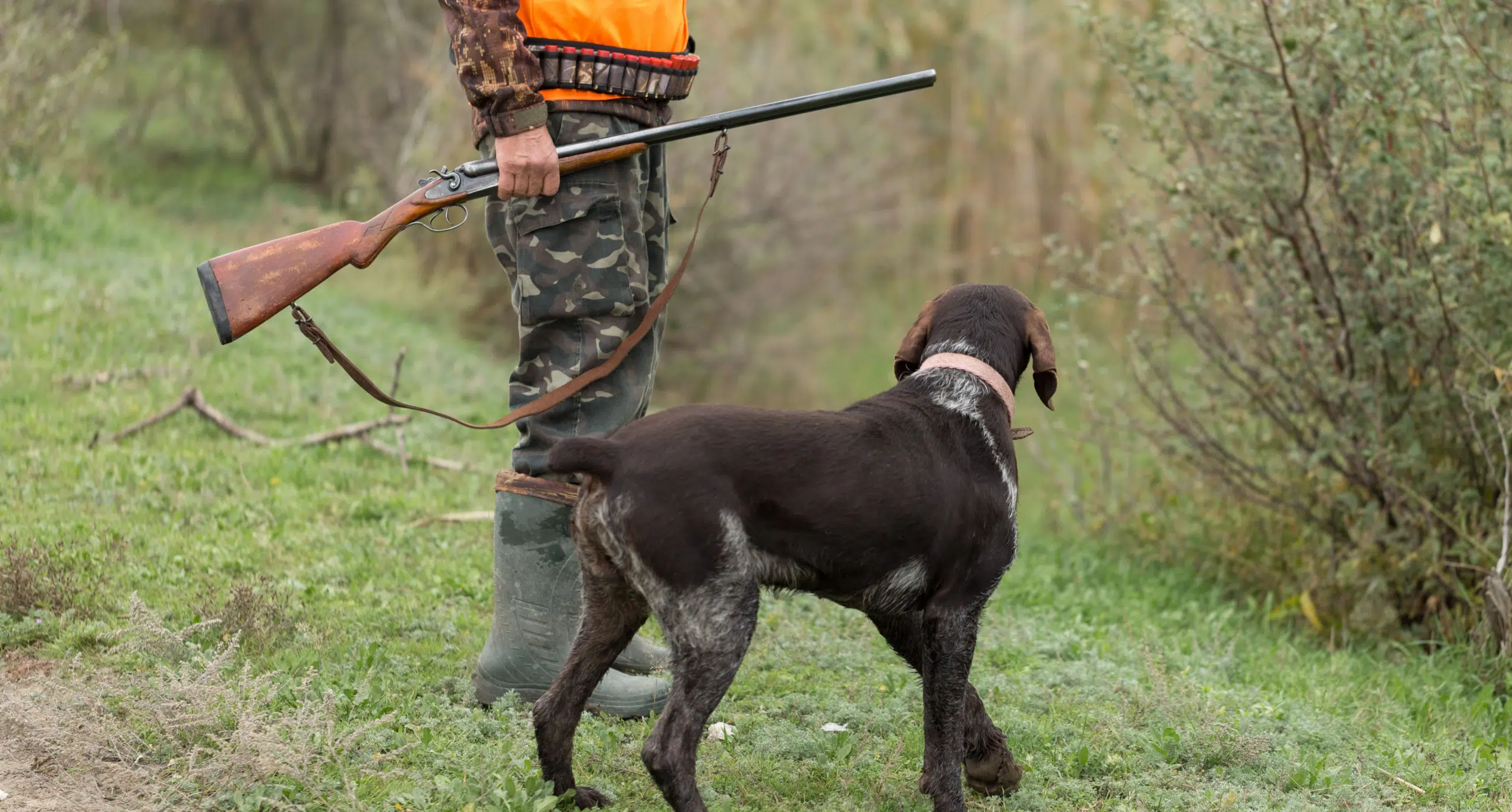 A hunter leading his hunting dog