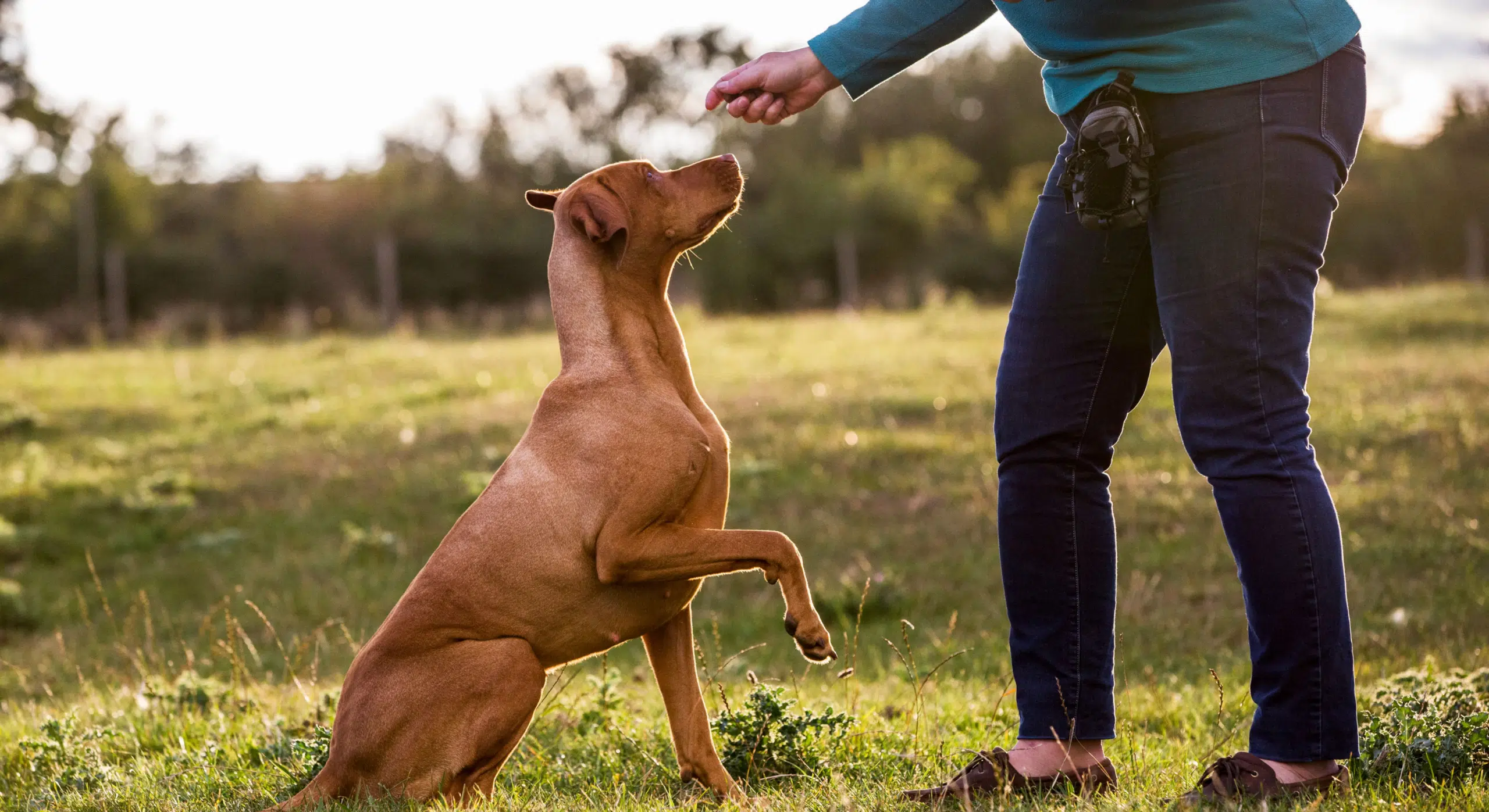 A dog owner conducting training techniques with a Vizsla dog