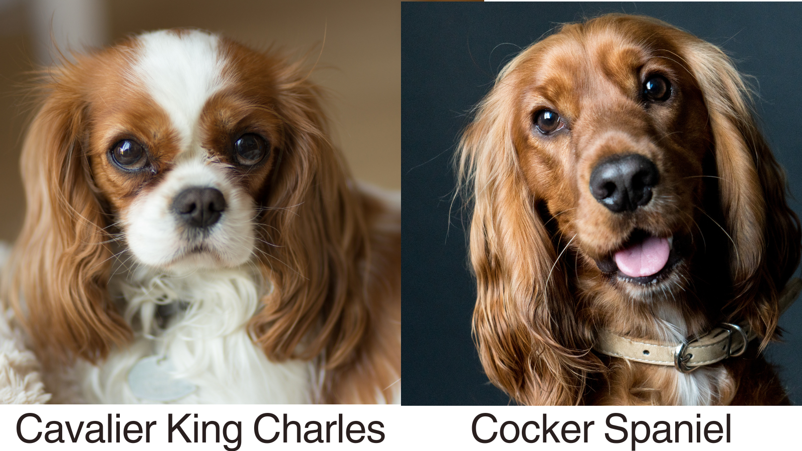 Pictures of parent breeds Cavalier King Charles and The Cocker Spaniel. either the cocker spaniel, dog's diet, need to know dog, breed developed, particular food, larger dogs