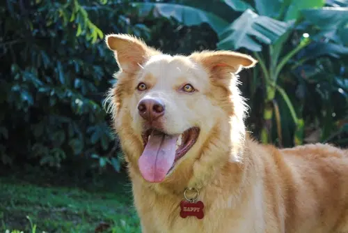 Picture of a Goberian from the front.  The dog has golden fur and a big smile.