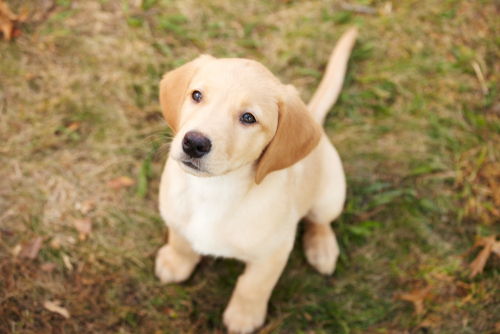 A Goldador Puppy looking up at a Camera