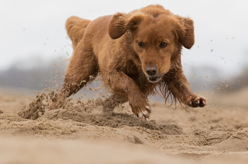 A Goldador puppy exercising in some sand