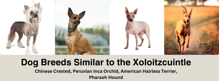 Dog Breeds Similar to the Xoloitzcuintli