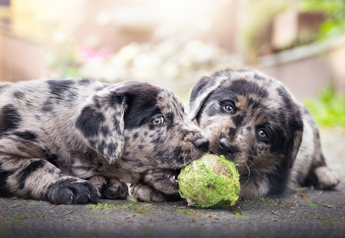 Two Aussiedor puppies chewing a tennis ball