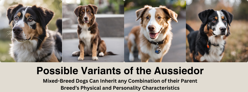 A photo collage of four Aussiedors side by side to show the variants in outcomes in these designer dogs