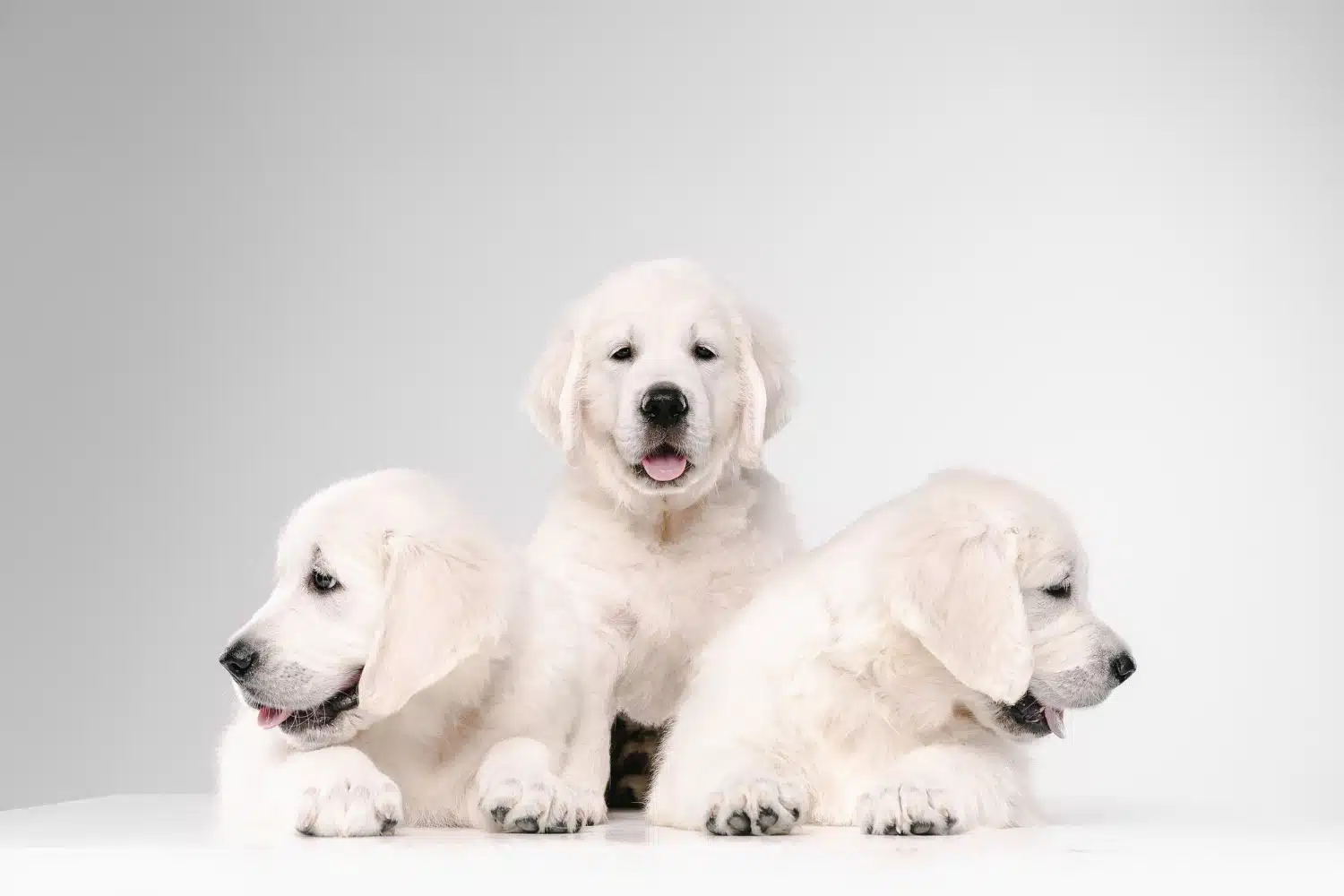 3 Bichon Frises together for photoshoot