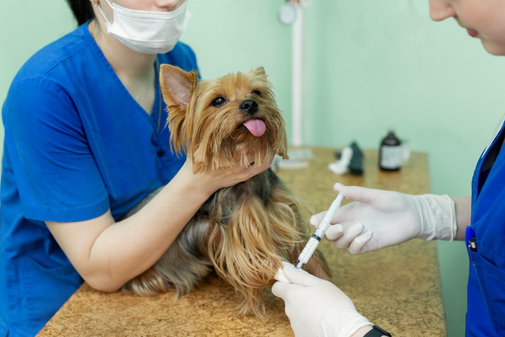 Dog Behavior Change After Vaccination