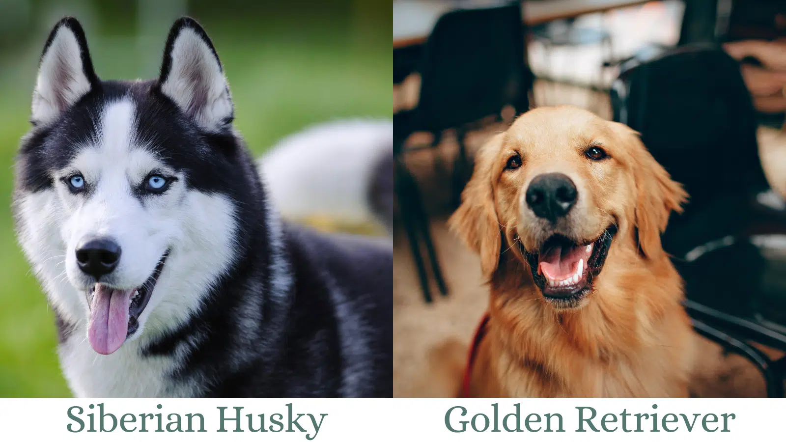 Goberian Golden Husky Mixed Breed Dog