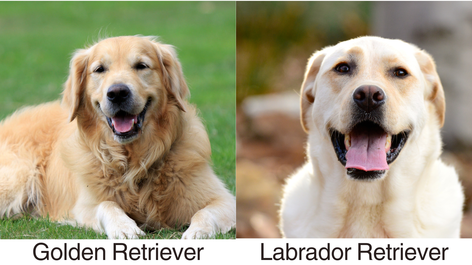 A side by side of the Parent breeds Golden Retriever and Labrador Retriever