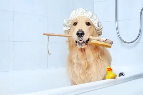 A golden retriever in a bath with a brush and rubber ducky. 