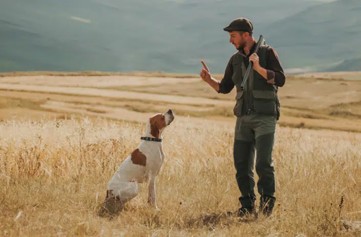 A hunter conducting training with his dove hunting dog