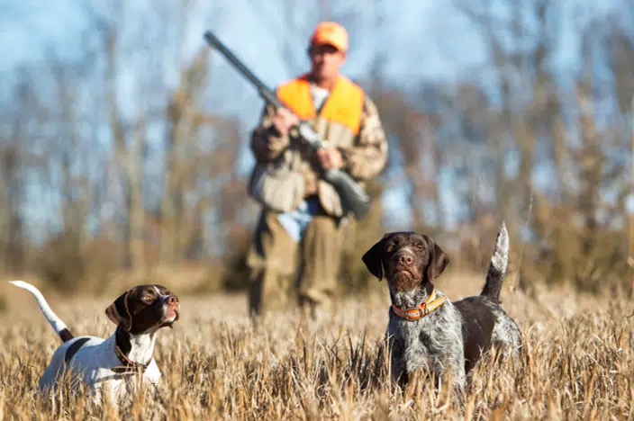 A dove hunter with two hunting dogs