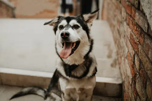 A black and white Goberian Dog Smiling