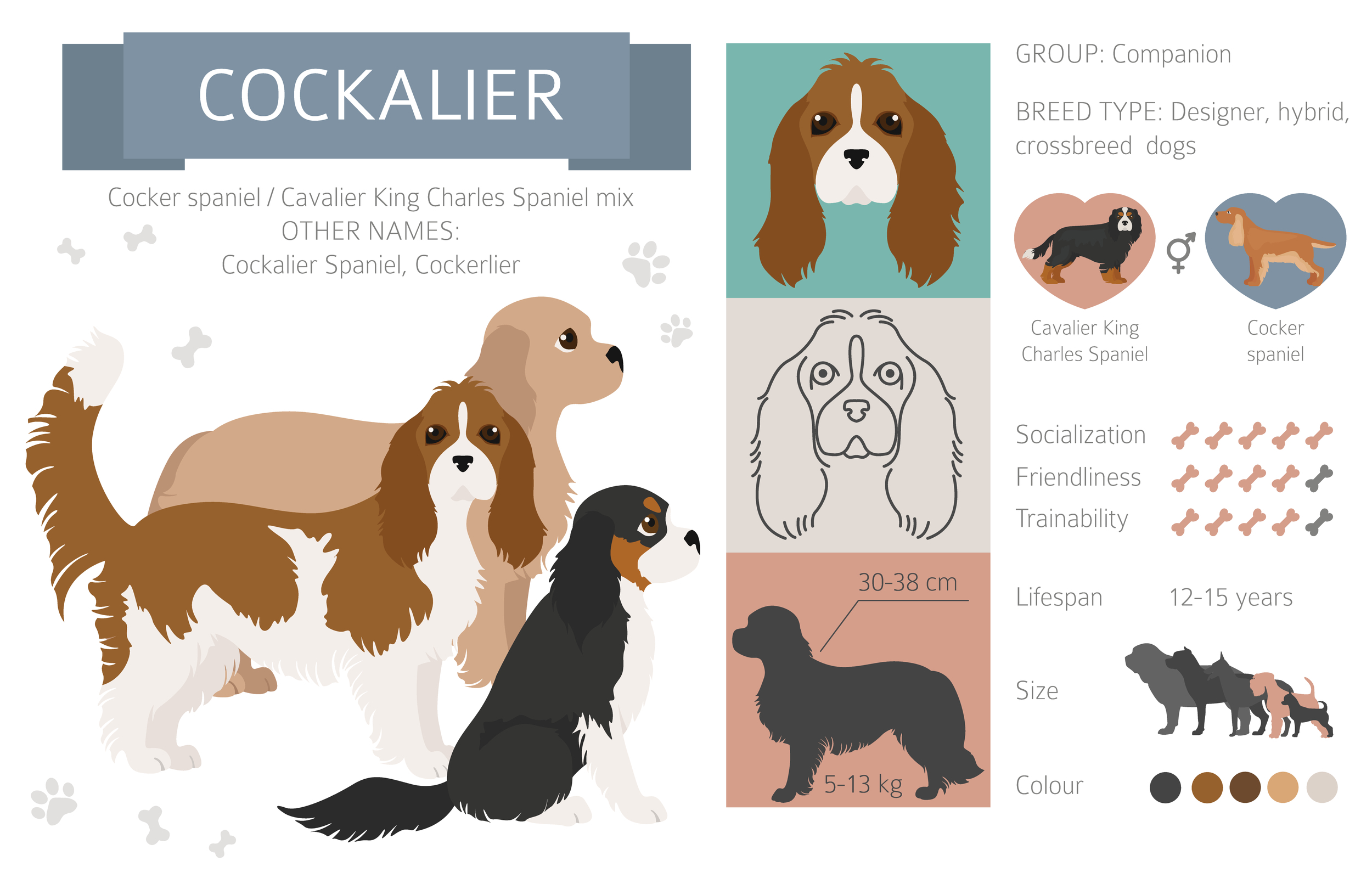 An Infographic of the Cockalier