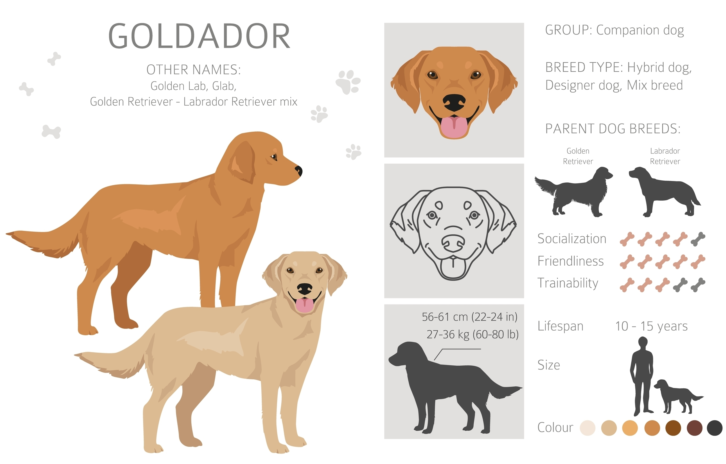 An infograpic of the Goldador showing other names, colors, and health info